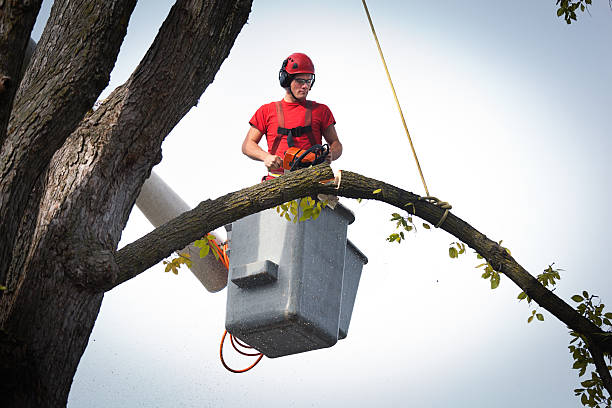 Best Residential Tree Removal  in Haskell, OK